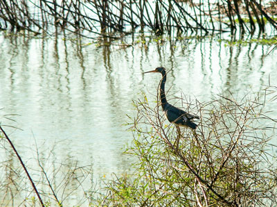 Birding with Kids | Everyday Snapshots