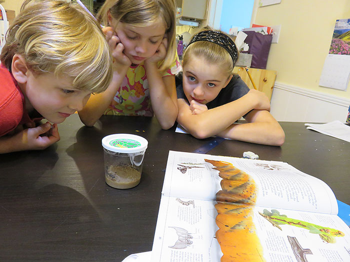 Exploring Nature with Children Butterflies